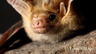 Texas Wild Bat appreciation Day [upl. by Aihsein]