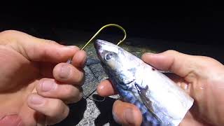 CONGER FISHING  Big baits [upl. by Chessy]