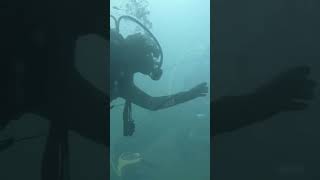 Wody otwarte Open Water Scuba Diver diveclinic wewelldiving underwater oddech diving [upl. by Smart]