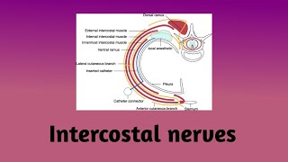 Intercostal nerves  Nerve pathway  Branches  Intercostal nerve block  Clinical correlation [upl. by Cooperstein256]