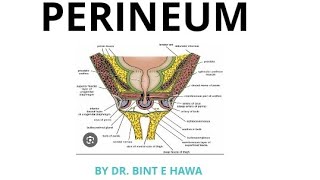 Perineum  Basic to complex  Endo and Repro module Gross anatomy [upl. by Akilam375]