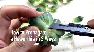 How to Propagate a Haworthia in 3 Ways [upl. by Cristabel526]