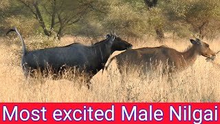 How Long Excitement Have Nilgai junglesafary [upl. by Ablem]