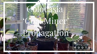 Colocasia Coal Miner Propagation from Runners [upl. by Annawaj]