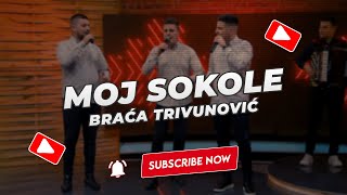 Braća Trivunović  Moj sokole NOVO 2023 [upl. by Ennazor]