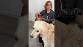 Sally can wait but my dog can’t 😅 oscarstembridge dog oasis music guitar shorts [upl. by Sadye]