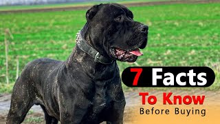 American Bandogge Breed 7 Facts To Know Before Buying  Dog Lovers [upl. by Eckardt]