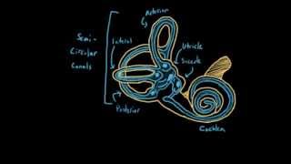 The vestibular system balance and dizziness [upl. by Neryt]