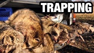 Raccoon and Muskrat Trapping 2019  Ponds and Creeks [upl. by Kinimod]