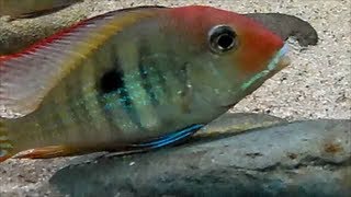 Geophagus Orangehead Tapajos Breeding [upl. by Finah82]