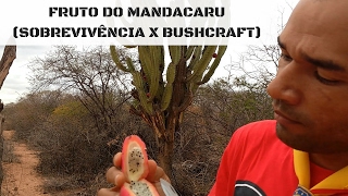 Fruto do mandacaru Sobrevivência x Bushcraft [upl. by Miltie]