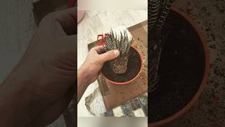 Así crece esta Haworthia Attenuata 🌵 Suculent Garden At Home Haworthia Collection Growth Update [upl. by Amorete]