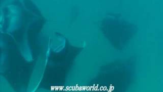 ダイビングツアー Big School of Manta in Hanifaru BayMaldives （マンタの大群） [upl. by Nylcaj]