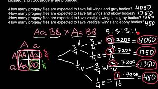 Easily Calculate Phenotypic and Genotypic ratio for Monohybrid dihybrid and Trihybrid cross [upl. by Donalt]