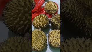 Durio kutejensis  Elay Lai Pampakin Papakin  Durian Orange Khas Kalimantan [upl. by Nnaes]