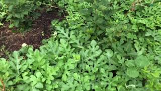 Watermelon Pollination 1 Reason to NOT Trellis Melon Vines [upl. by Nerrat710]