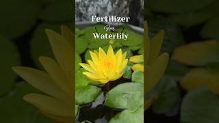 Flower booster Fertilizer for lotus and Waterlilies 💪💯 waterlily fertilizer shorts trending [upl. by Tillio]