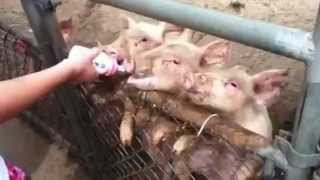 Bottle Feeding Baby Pigs [upl. by Monahon]