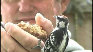 How To HandFeed Woodpeckers And Other Backyard Birds [upl. by Eibrad]