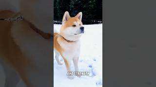 Akita Inu vs Pitbull Who will win [upl. by Dlnaod]