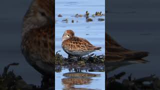 YOUNG DUNLIN  birds photography shorts nature birds wildlifephotoghraphy [upl. by Claudius]