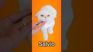 Salvios Grooming scottishfold cat salvio cutecat catgrooming catgroomer [upl. by Enomal392]