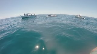 Guy climbs on whale surrounded by sharks [upl. by Verla]