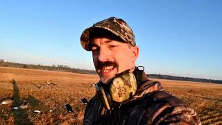 Goose Hunting in a Wheat Field A Frame Willow Blind First Hunt 2024 Season [upl. by Petrine]