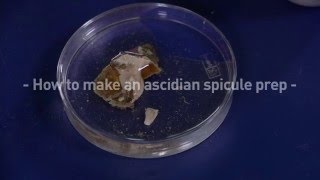 How to make an ascidian spicule prep [upl. by Peedus]