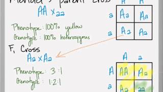 Genetics Lesson 1 Part 3 Mendelian Laws [upl. by Nylirek750]