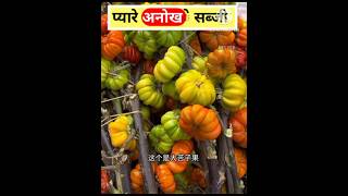 Most delicious Vegetables 🍆🥒।। प्यारे सब्जी चाइनीज vegetable 😍😍 [upl. by Naened]