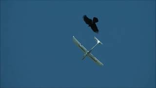 RC Glider Attack By Crow Crashed 2 [upl. by Derr871]