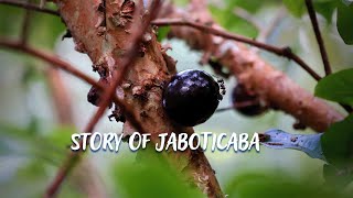 Story of Jaboticaba 4knature [upl. by Helban]