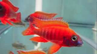 Aulonocara Rubescens Ruby Red Peacock Cichlid [upl. by Fanchan76]