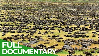 Great Migration  Wild Ones  Episode 11  Free Documentary Nature [upl. by Navanod264]