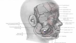 2 Arteries of the face تشريح أحمد كمال [upl. by Anaerda410]