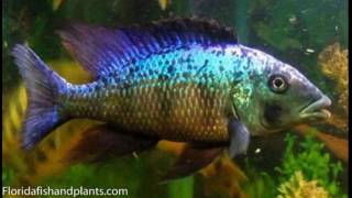 African Cichlids 1 Fish You Must Have Fossorochromis rostratus The Malawi Sand Diver [upl. by Luaped31]