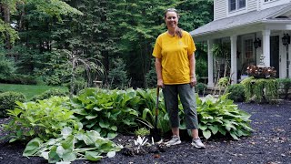 PETITTI  How To Divide Hostas and Other Perennials [upl. by Odrareve699]