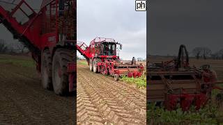 Harvesting Fodder Beet  Vervaet beet harvester agri [upl. by Divad]