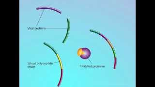 HIV Mechanisms of Action of Protease Inhibitors PIs [upl. by Speroni]