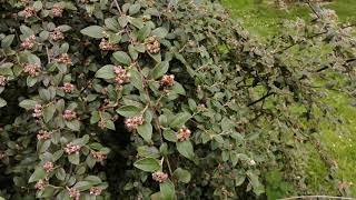 Frelon sur Cotonéastre de Franchet en floraison [upl. by Cyrano]