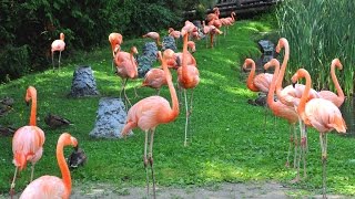 The American flamingo Le Flamant des Caraïbes Phoenicopterus ruber Zoo Granby Quebec Canada [upl. by Jezreel]