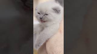 Miaulement De Chat ❤️ Abonne toi ❤️ Bruit de Chat adorable Chaton qui Miaule [upl. by Arin]