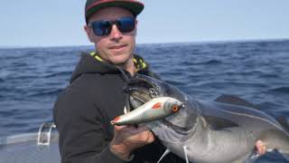 Å in Lofoten  Topwater coalfish and halibut fishing [upl. by Foskett5]