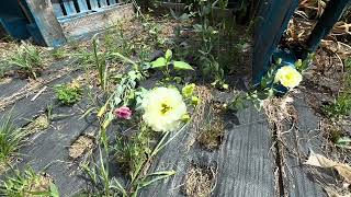 Dry Farming Lisianthus in Zone 8 Challenges First Time Growing [upl. by Ayokal]