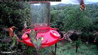 Two Hours of Hummingbird Zen From the Mountains of West Texas  August 18 2022  Cornell Lab [upl. by Ettennek286]