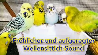 Fröhlicher und aufgeregter WellensittichSound  Ihre Vögel werden sich über diesen Sound freuen [upl. by Nanahs]