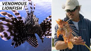 How Bermuda Fishermen Are Leading the Fight Against Venomous Lionfish — Vendors [upl. by Anitak]