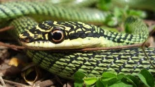 Flying Snake  Chrysopelea ornata [upl. by Munshi]