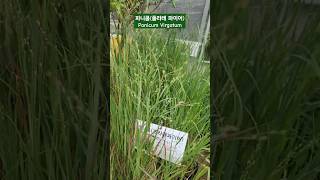 파니쿰플라레 파이어 키우기 그라스 Panicum Virgatum Prairie Fire Grass 대림원예종묘 shorts [upl. by Noj399]